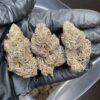 Cannabis
